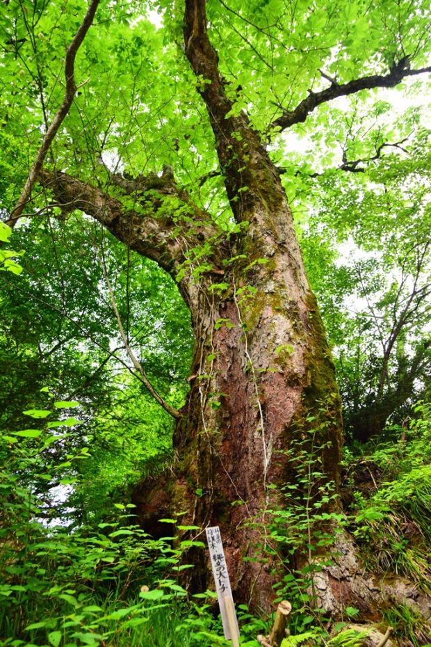 丹後縦貫林道のトチの大木