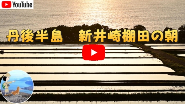 �V��̒I�c�ɏ��钩��