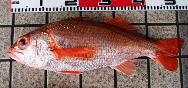 �A�J���c�i�m�h�O���j