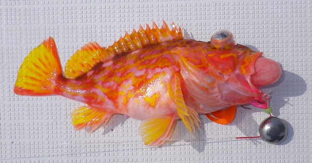 �A�����J�T�S