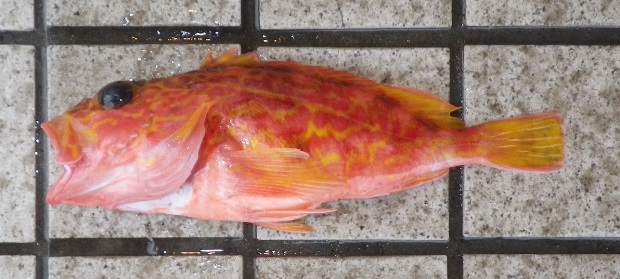 �A�����J�T�S