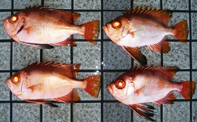 �`�J���L���g�L