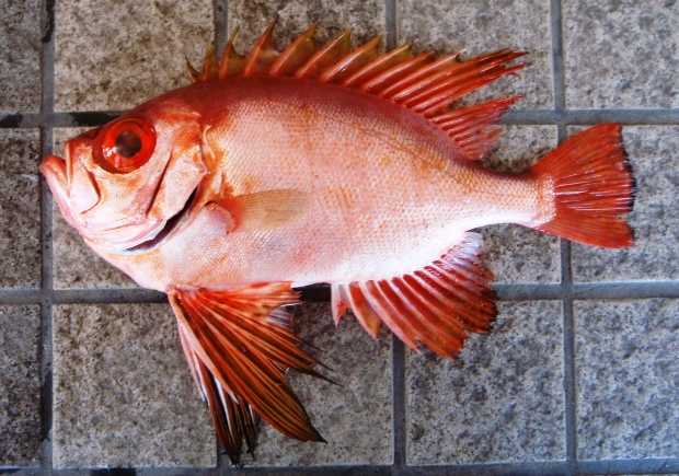 �`�J���L���g�L