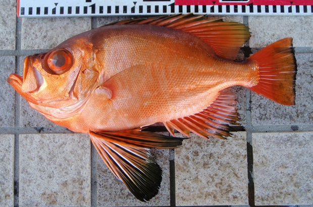 �`�J���L���g�L