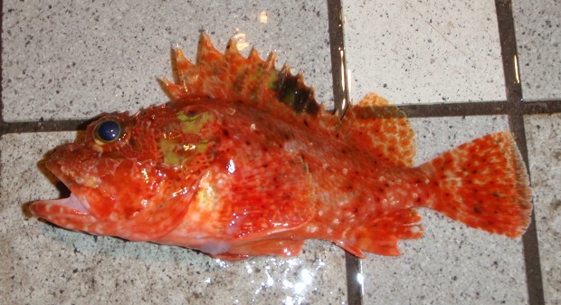 �t�T�J�T�S