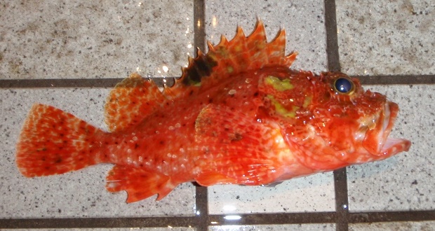 �t�T�J�T�S