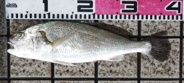 �V���O�`�i�C�V���`�j