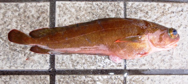 �C�\�A�C�i��