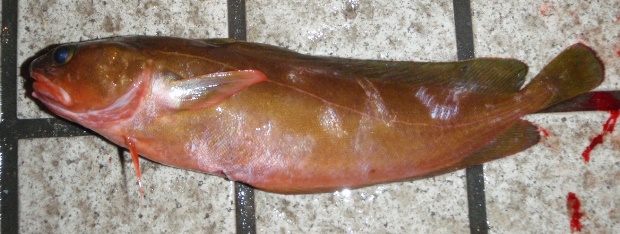 �C�\�A�C�i��