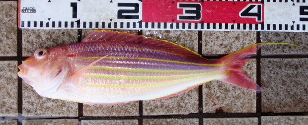 �C�g����