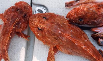 �C�Y�J�T�S