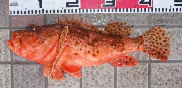 �C�Y�J�T�S