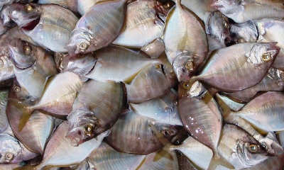 �J�C����