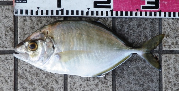 �J�C����