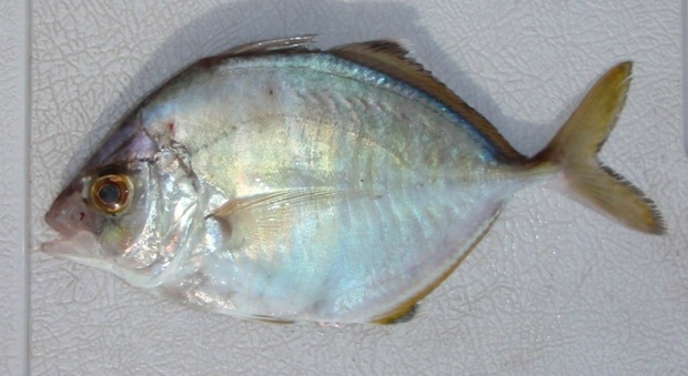 �J�C����