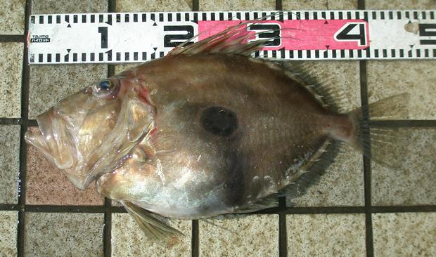 �}�g�E�_�C