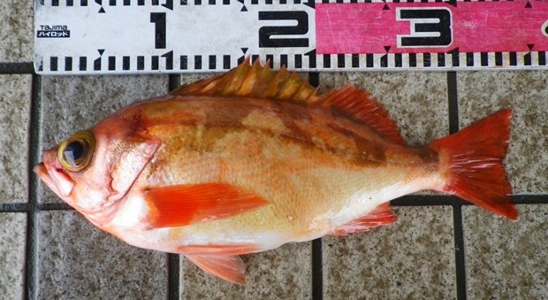 �I�L���o��