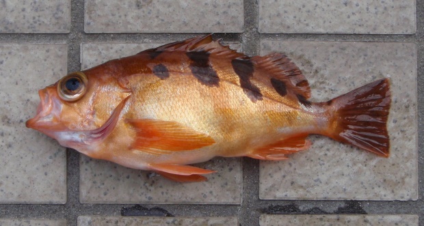 �g�S�b�g���o��