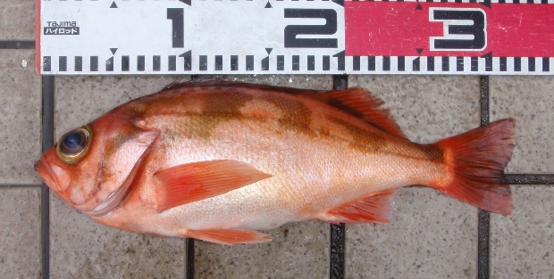 �E�X���o��