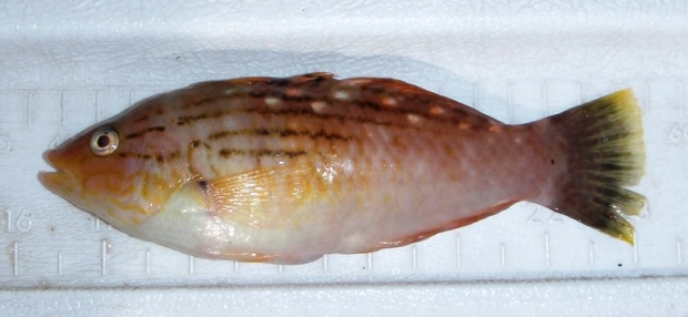 �z�V�T�T�m�n�x��