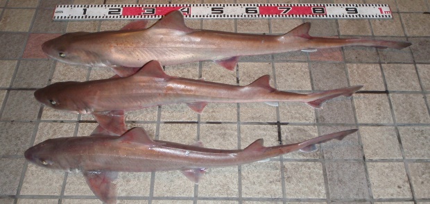 �V���U��