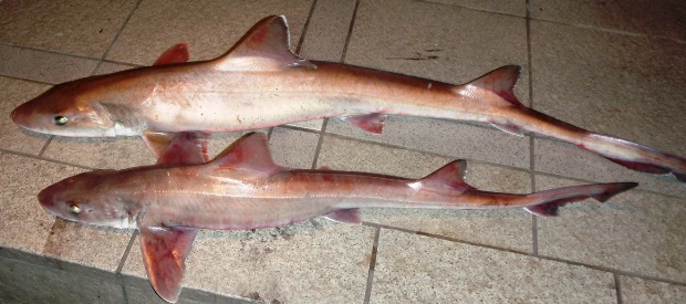 �V���U��