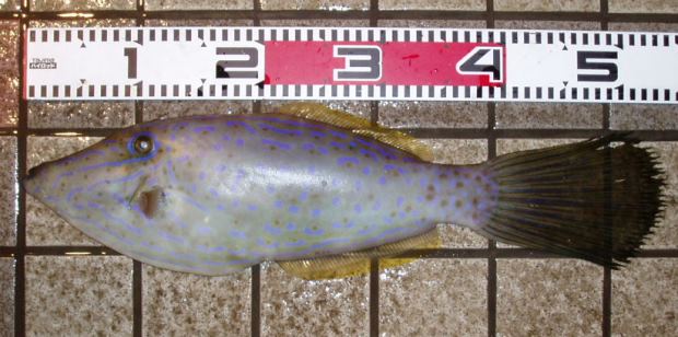 �\�E�V�n�M