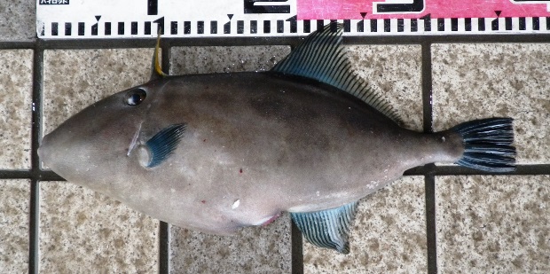 �E�}�d���n�M