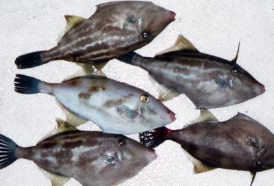 �E�}�d���n�M