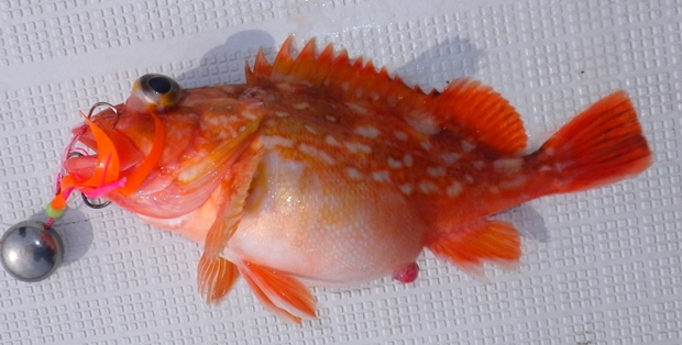 �E�b�J���J�T�S