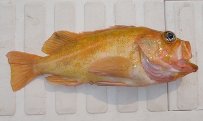 ���i�M�m�}�C