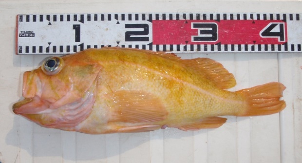 ���i�M�m�}�C