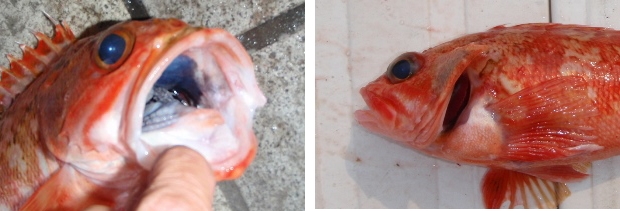 �����J�T�S�i�m�h�O���j