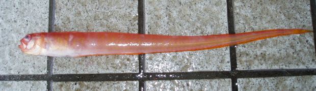 �A�J�^�`�E�I