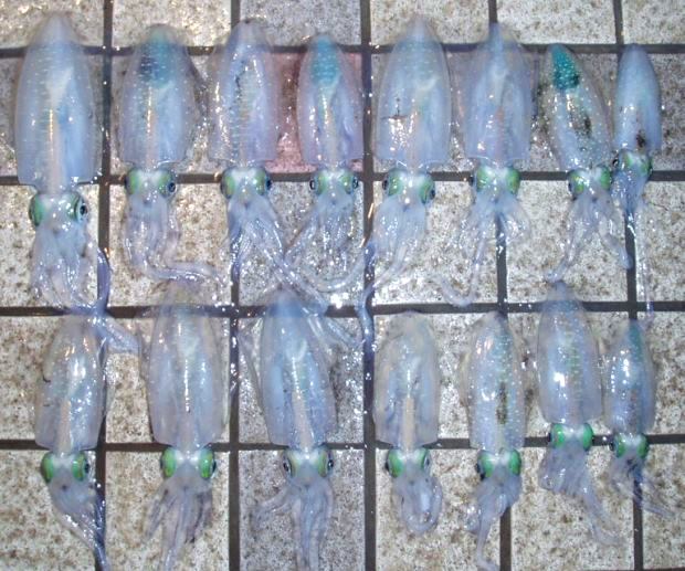 �A�I���C�J