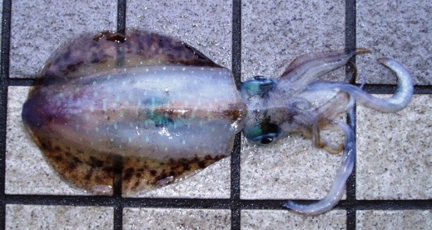 �A�I���C�J