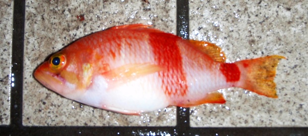 �A�Y�}�n�i�_�C