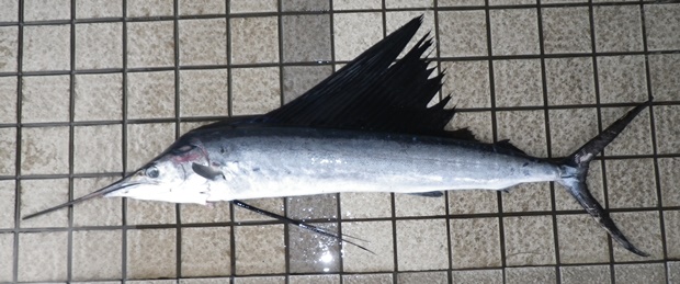 �o�V���E�J�W�L