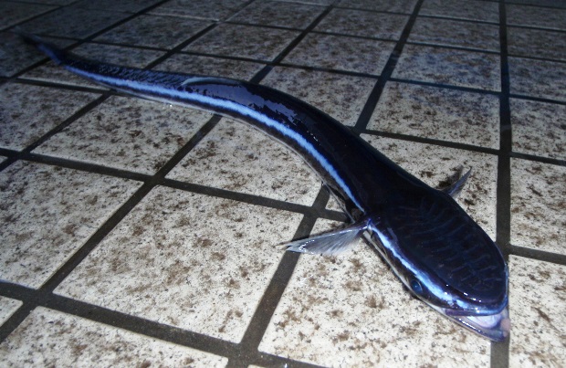 �R�o���U��