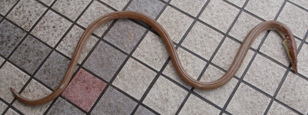 �_�C�i���E�~�w�r