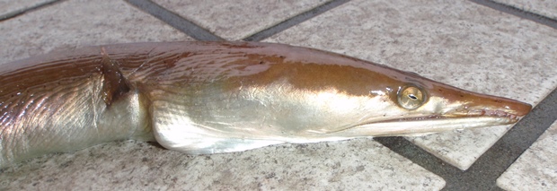 �_�C�i���E�~�w�r