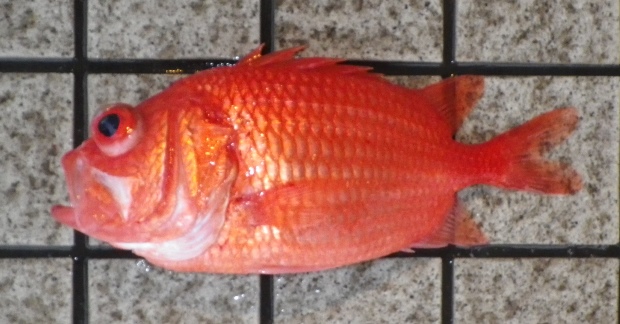 �G�r�X�_�C