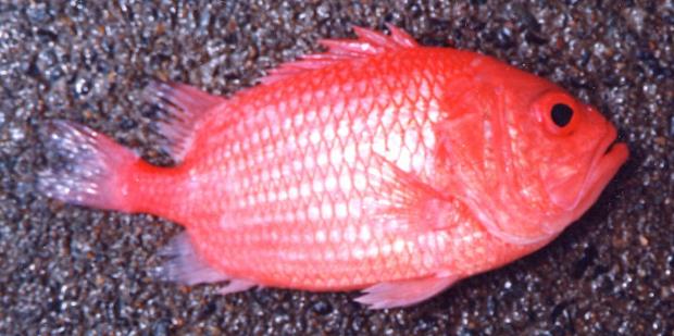 �G�r�X�_�C