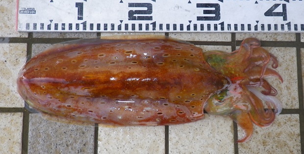 �q���E�����R�E�C�J