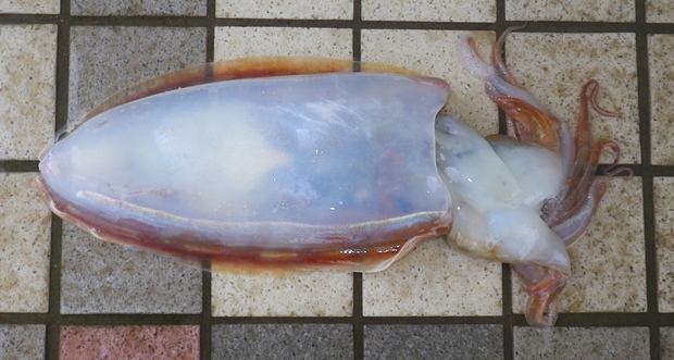 �q���E�����R�E�C�J