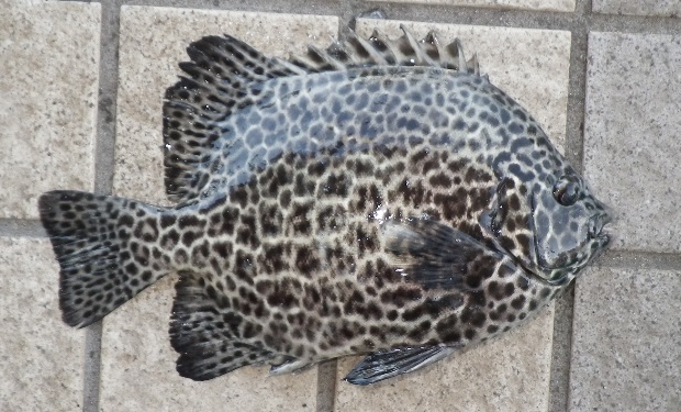 �C�V�K�L�_�C