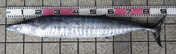 �J�}�X�T����