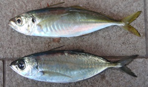 �}�A�W�ƃ��A�W