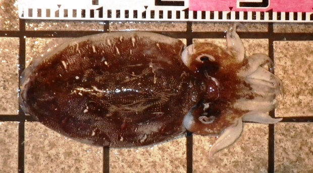 �����S�E�C�J