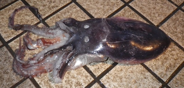 �����T�L�_�R